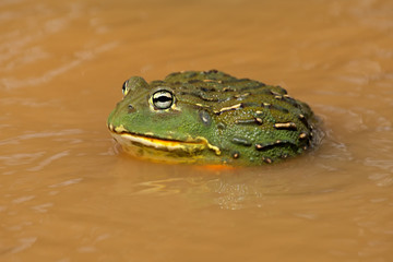 Poster - African giant bullfrog