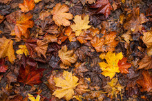 Wet Autumn Leaves Background