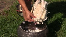 Peasant woman hands pick pluck killed broiler chicken feather