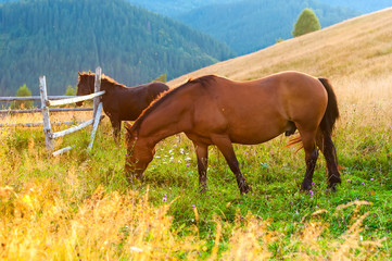 Wall Mural - amazing mountain landscape with fog and horses