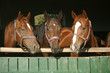 Nice thoroughbred foals in the stable