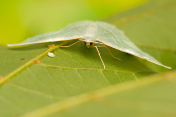 Sticker - Campaea margaritaria