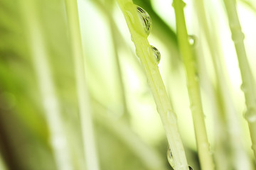 Canvas Print - Fresh grass with dew drops close up