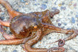 Common octopus (Octopus vulgaris) in Japan
