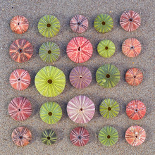 Variety Of Colorful Sea Urchins On The Beach