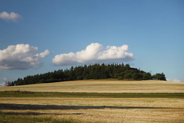 Yellow Field and Green Trees