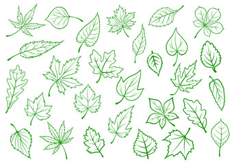 Wall Mural - Green leaves set in outline style