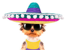 Dog Wearing A Mexican Hat