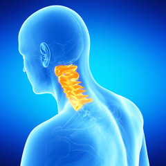 medical illustration of the human cervical spine
