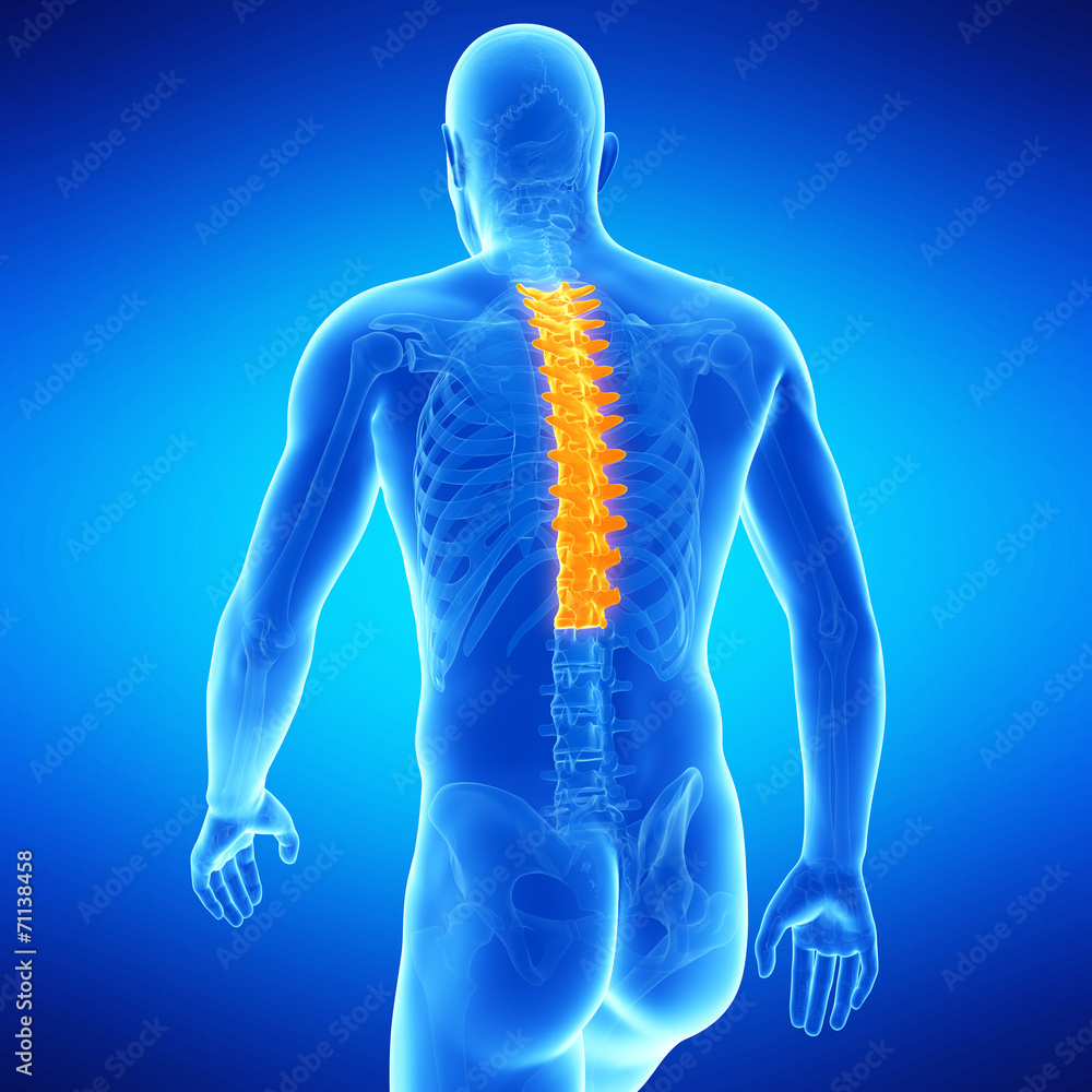 medical illustration of the thoracic spine Stock Illustration | Adobe Stock