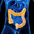  medical illustration of the colon