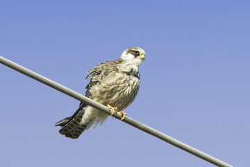 Wall Mural - an immature female of red-footed falcons [Falco vespertinus]