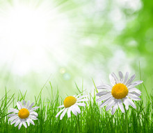 Fresh Green Grass With Daisies  On Meadow