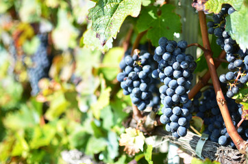 Wall Mural - Grapes in Lavaux, Switzerland