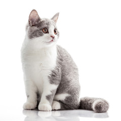 Sticker - kitten on a white background. gray kitten