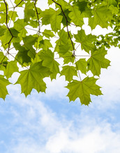 Fresh Green Maple Leaves Above Blue Sky Background