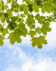fresh green maple leaves above blue sky background