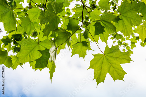 Fotografie, Obraz Fresh green maple leaves above cloudy sky background
