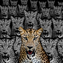 Fototapete - Leopard portrait