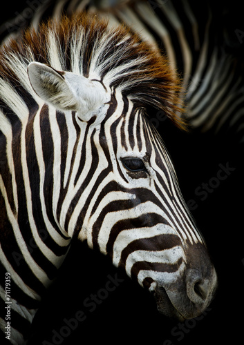 Plakat na papierze fotorealistycznym Headshot zebra burchella