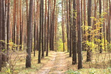 Pine Forest In Autumn With A Dirt Road