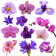 Collage Of Beautiful Purple Flowers