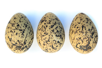 Canvas Print - Haematopus ostralegus, Eurasian Oystercatcher. Eggs.