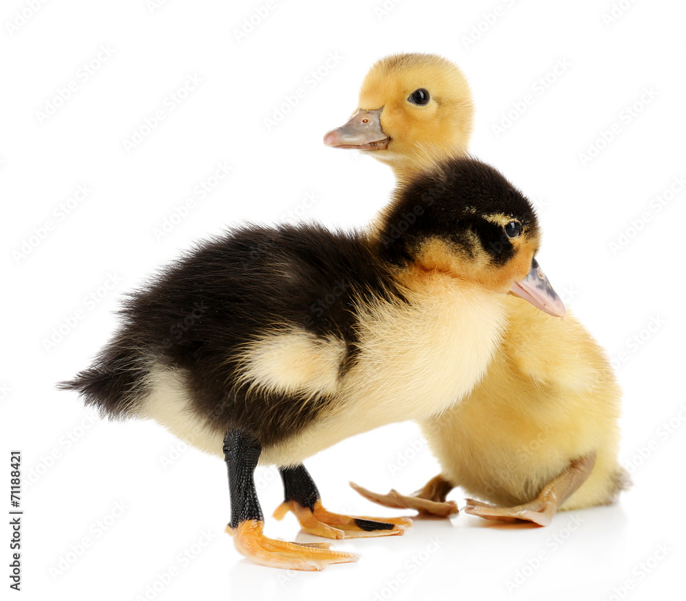 Little cute ducklings isolated on white