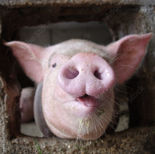 2 795 Seed Pig Wall Murals Canvas Prints Stickers Wallsheaven