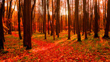 Fototapeta Dmuchawce - autumn