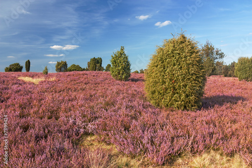 Plakat na papierze fotorealistycznym Niebo krajobraz w pobliżu Wilsede w Lüneburg Heath