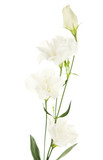 Fototapeta Tulipany - Beautiful eustoma flowers, isolated on white