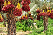 Date Palm Branches With Ripe Dates. Northern Israel.