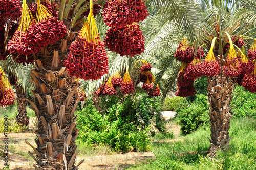 Fotografia, Obraz Date palm branches with ripe dates. Northern israel.
