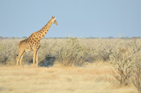 Fototapeta Sawanna - Giraffe, Etosha National Park, Namibia