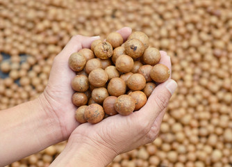 Wall Mural - Hand holding Macadamia nuts