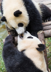 Pandas