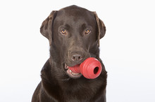 Handsome Chocolate Labrador With Large Chew Toy In His Mouth