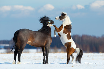 Wall Mural - Two horses playing in the snow