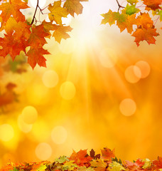 Wall Mural - autumn falling leaves background