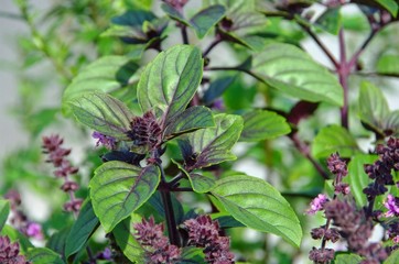 Wall Mural - Basilikum - basil 19