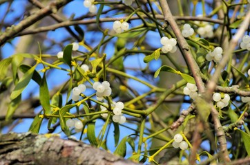 Canvas Print - Mistel - mistletoe 26