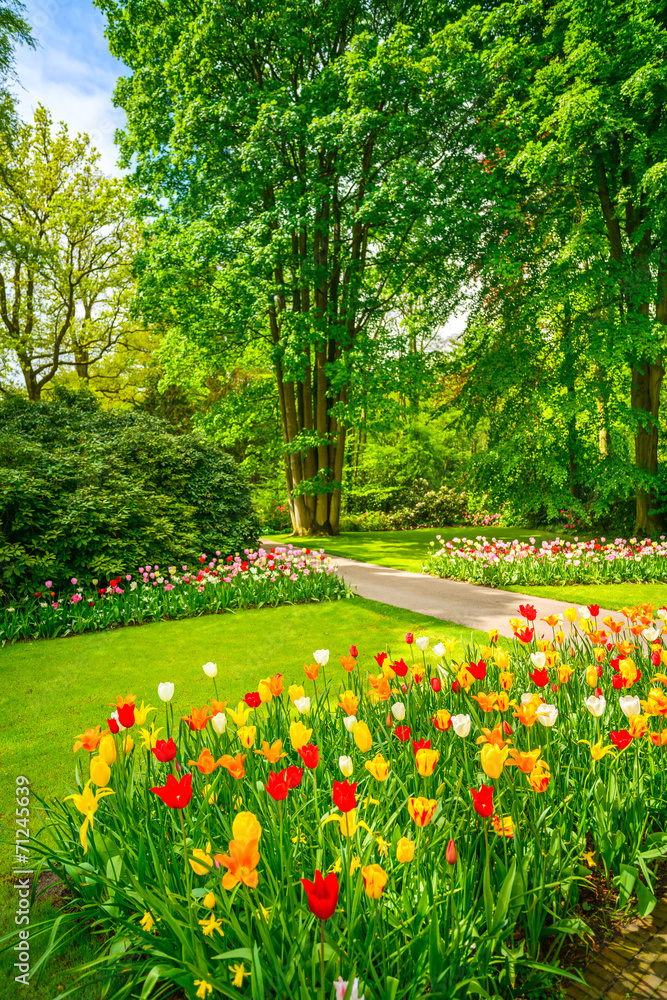 Garden in Keukenhof, tulip flowers and trees. Netherlands - obrazy, fototapety, plakaty 