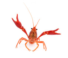Alive Crayfish Isolated On White Background