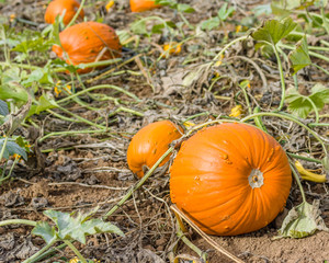 Wall Mural - Pumpkin vines and pumpkins