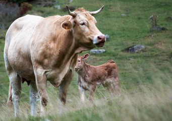 Wall Mural - Vache Béarnaise