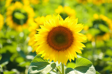 Canvas Print - Beautiful sunflowers field