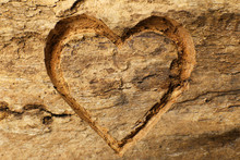 Heart Carved In Tree Bark