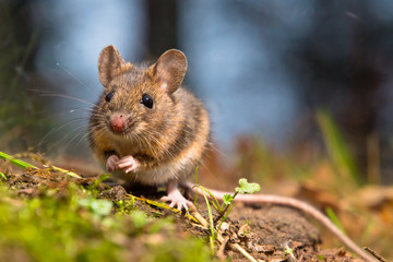 Wild wood mouse