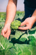 Fresh broccoli in farmer hand